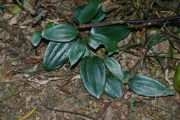 Image of Smilax corbularia Kunth
