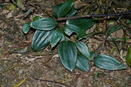 Image de Smilax corbularia Kunth