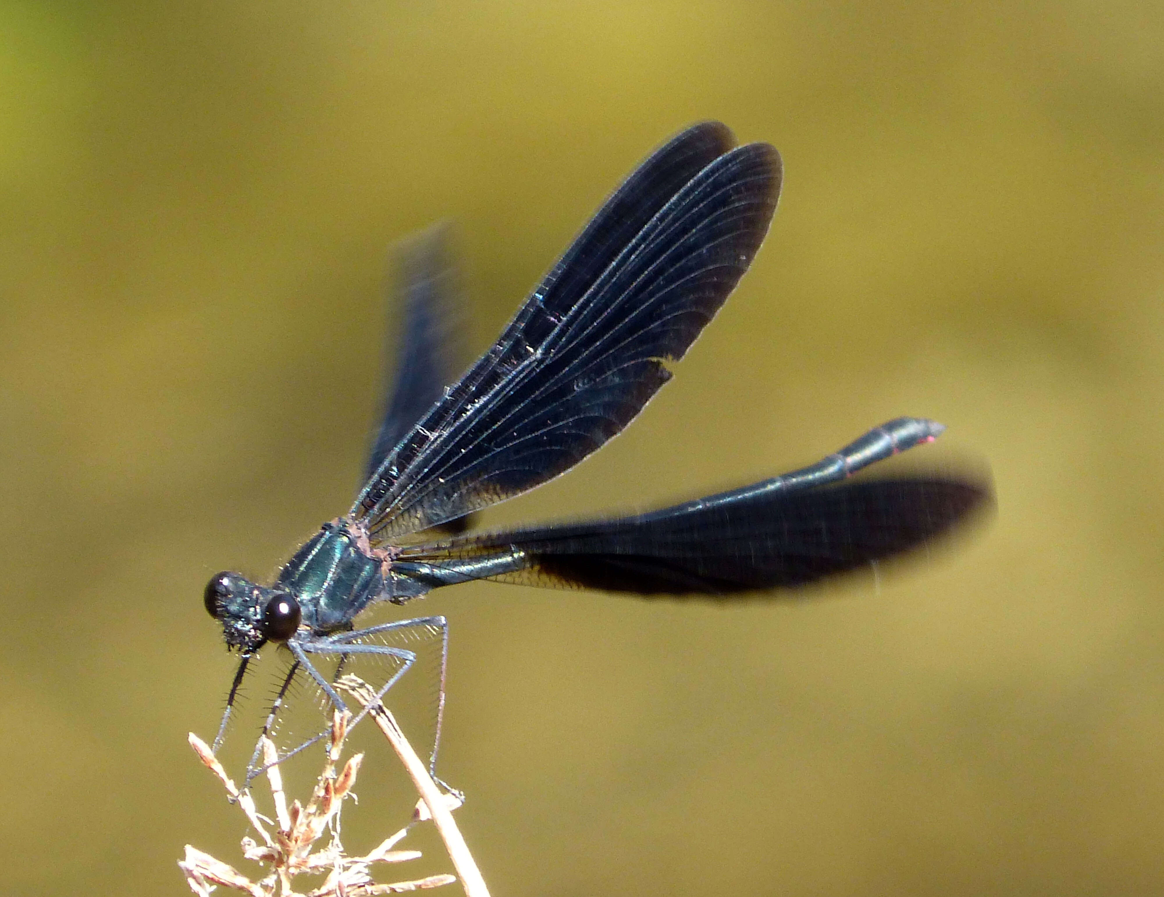 Image of Copper Demoiselle