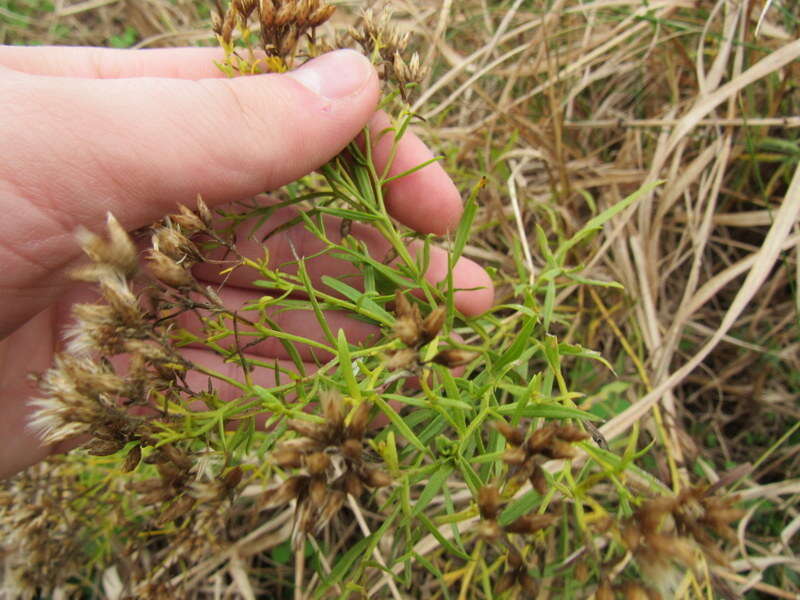 Plancia ëd Euthamia weakleyi G. L. Nesom