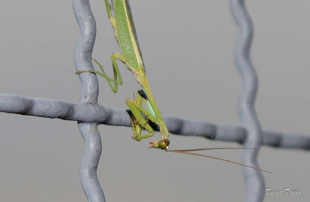 Parastagmatoptera unipunctata Burmeister 1838 resmi