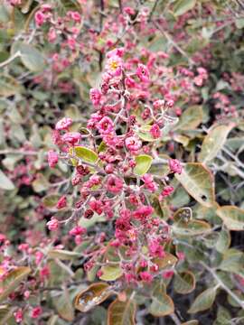 Image of Rhus lentii Kellogg