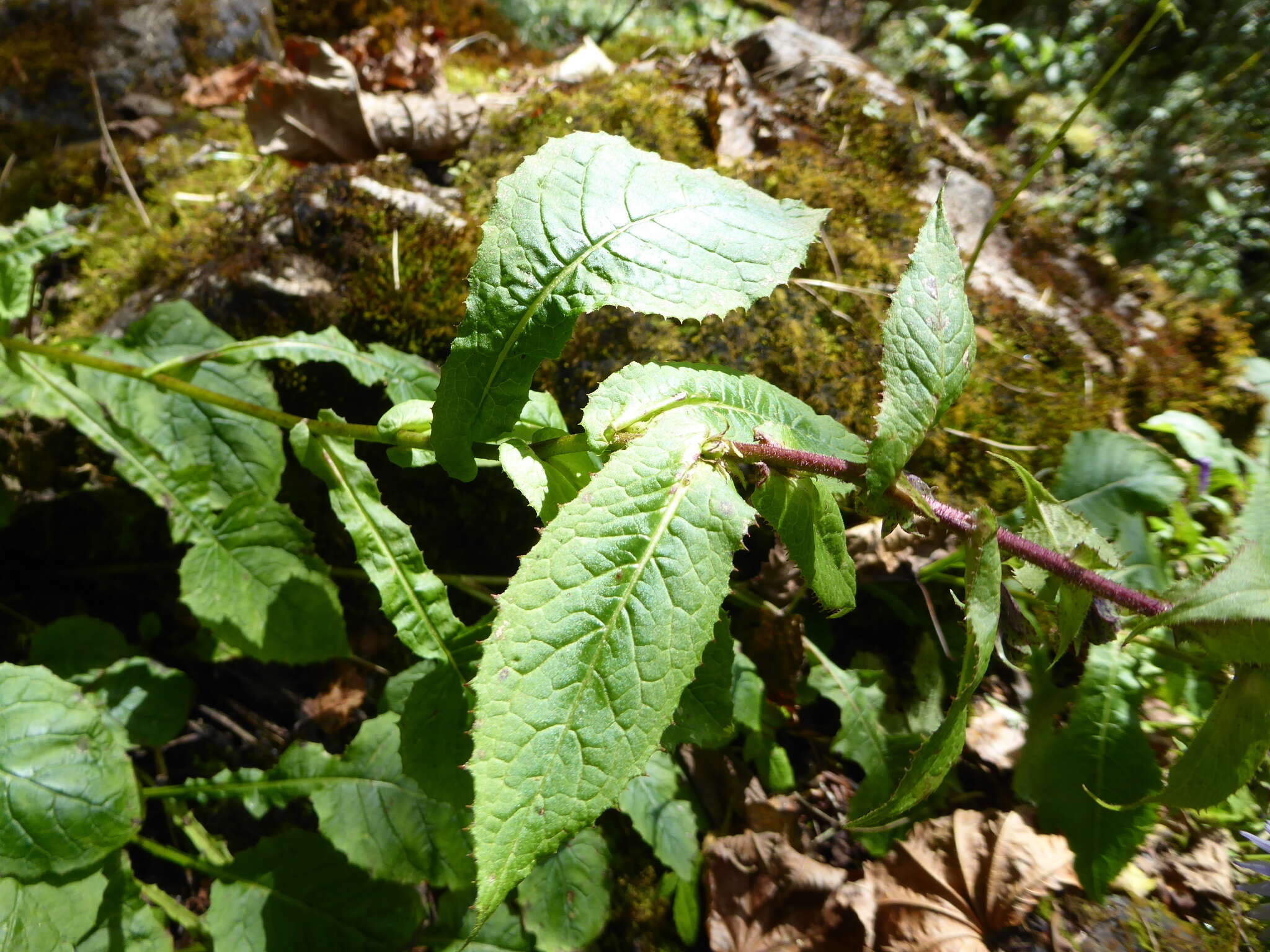 Image de Melanoseris bracteata (Hook. fil. & Thomson ex C. B. Cl.) N. Kilian