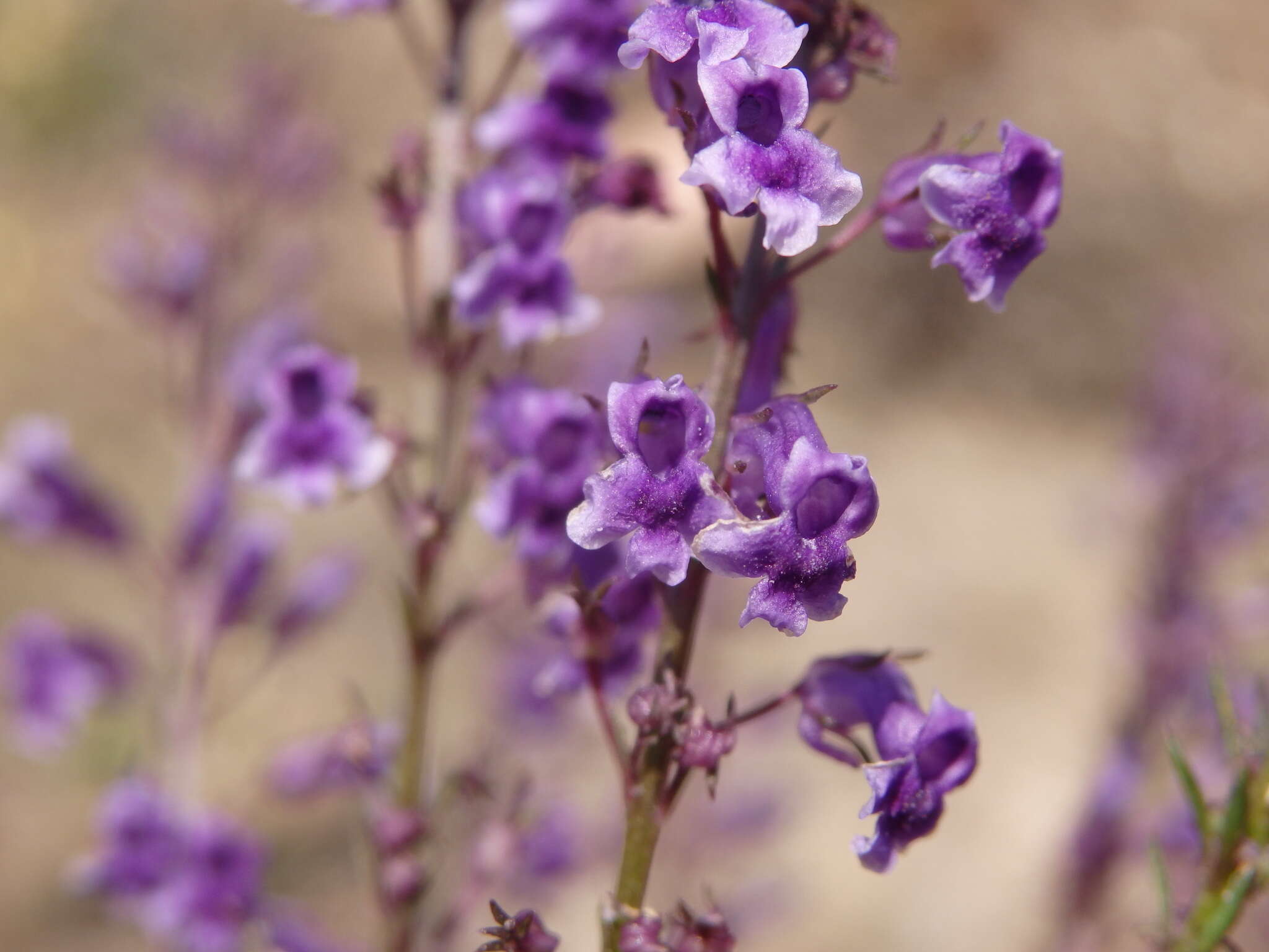 Anarrhinum longipedicellatum R. Fernandes的圖片