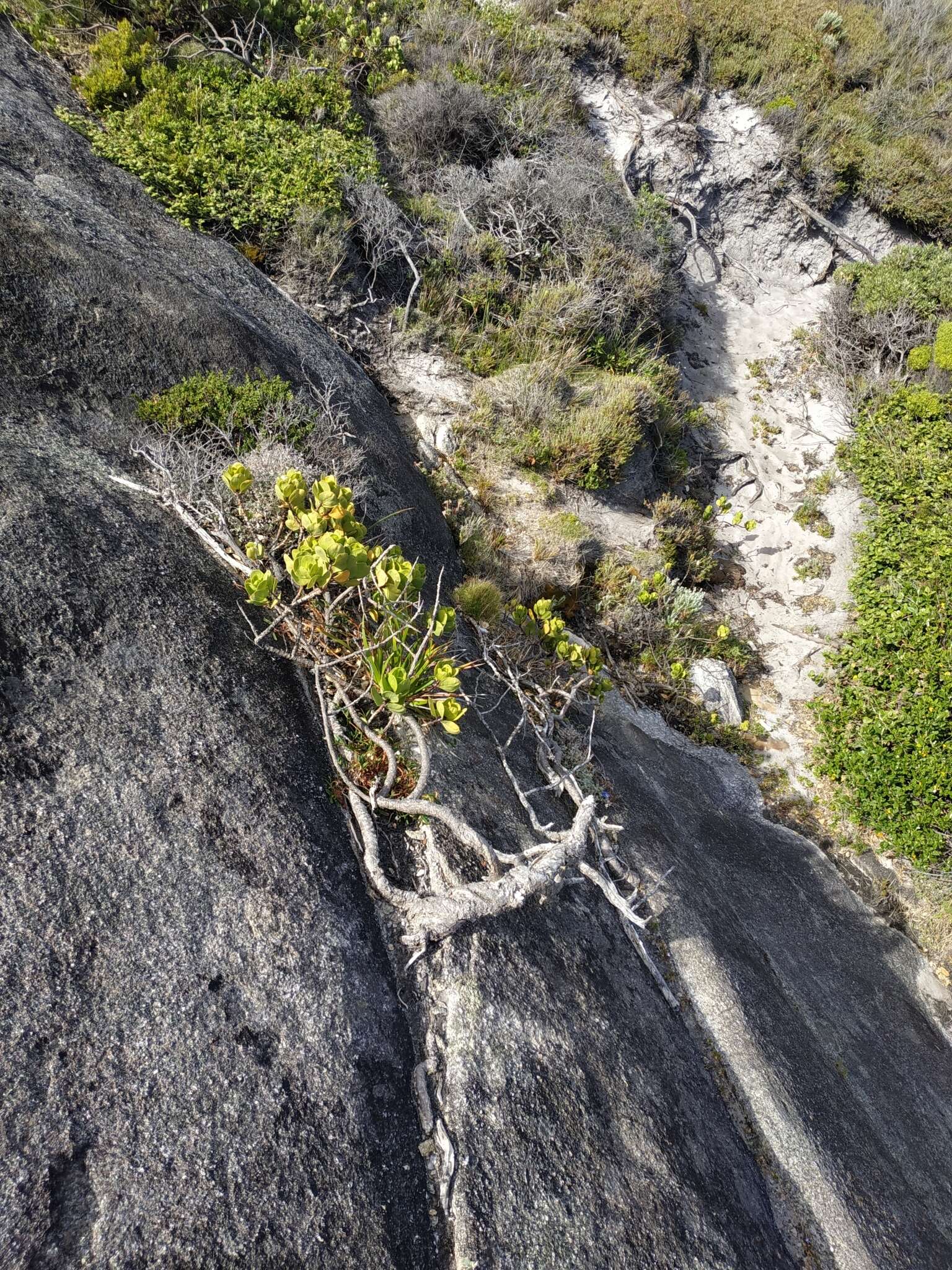 Image of Anthocercis viscosa subsp. viscosa