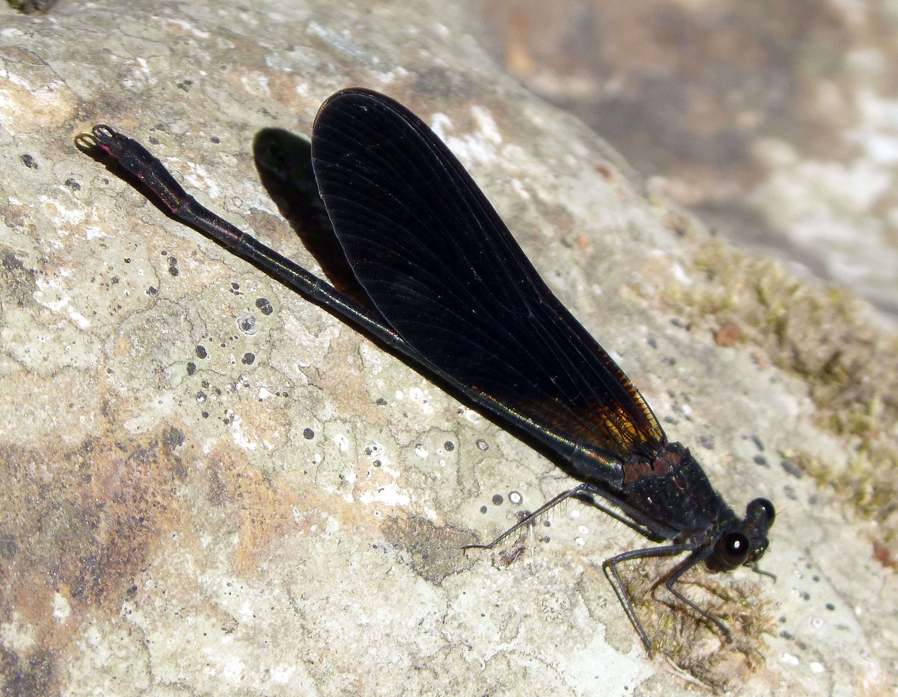 Image of Copper Demoiselle