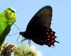 Image of Parides photinus (Doubleday 1844)