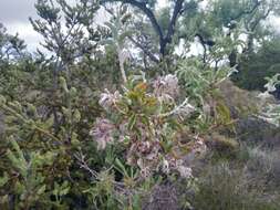 Image of Jacksonia floribunda Endl.