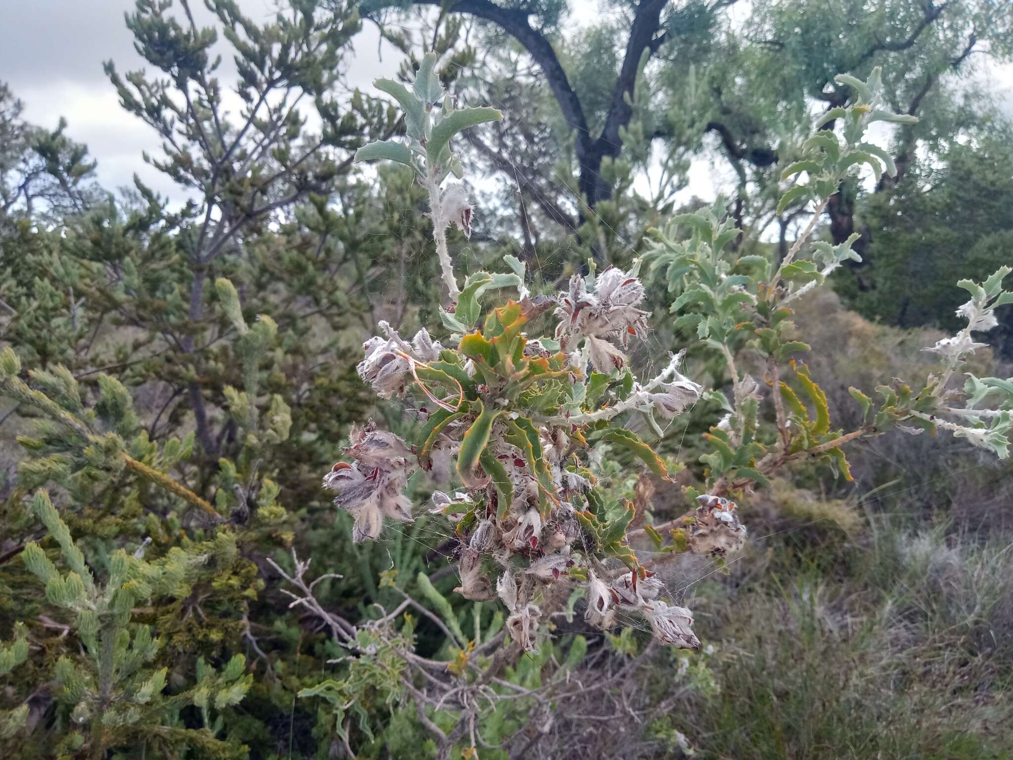 Image of Jacksonia floribunda Endl.