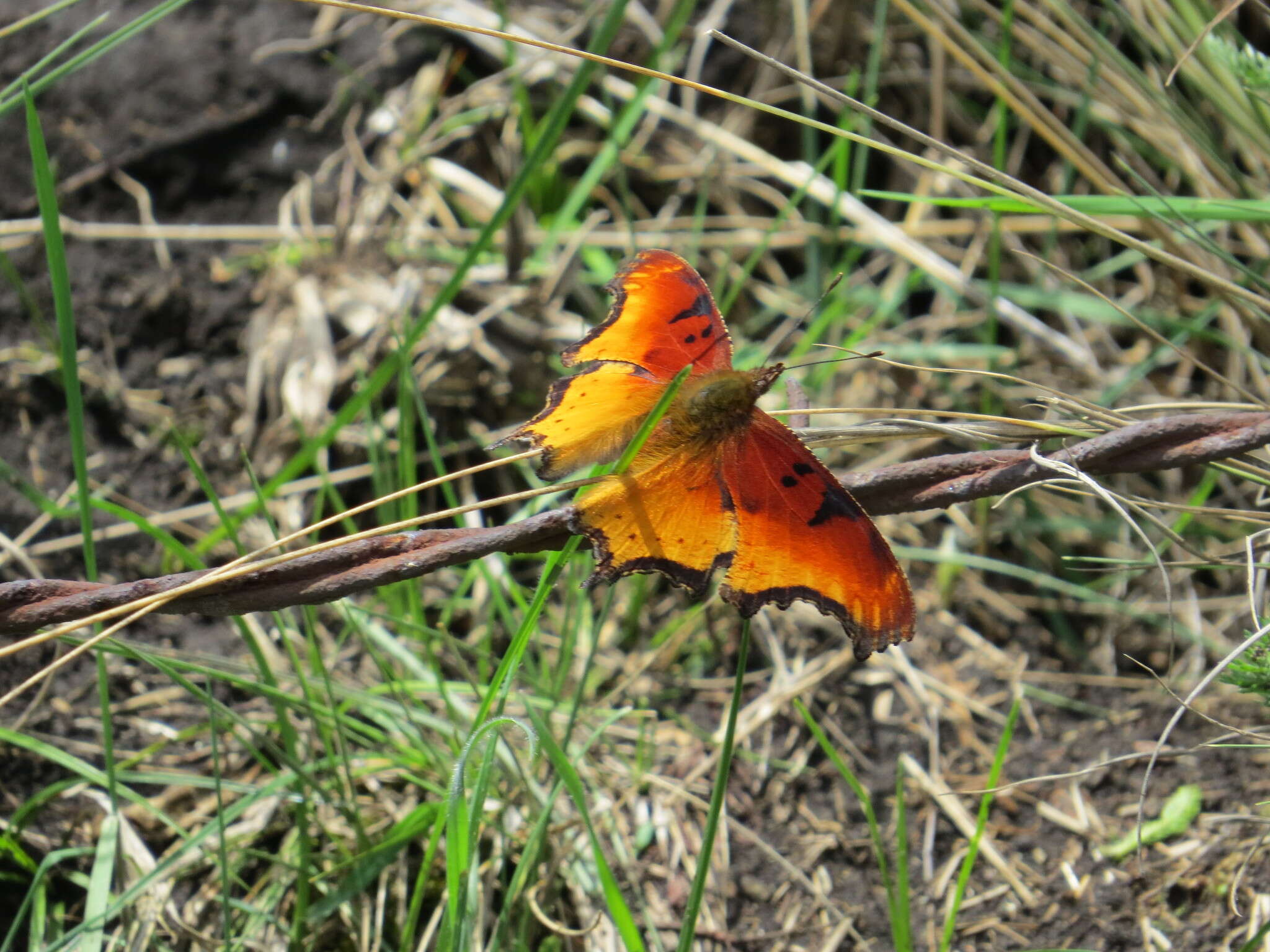 Слика од Polygonia haroldi Dewitz 1877