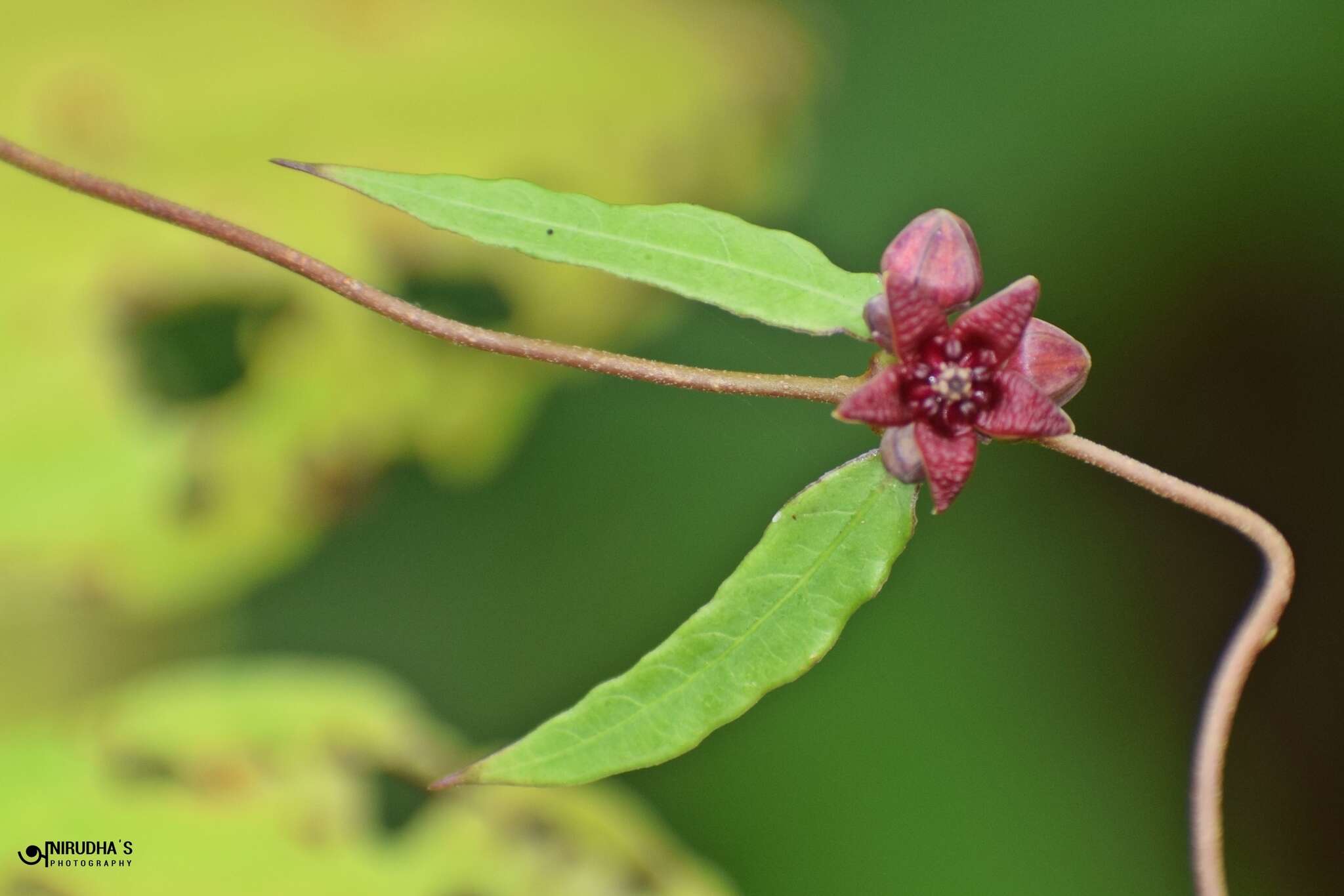 صورة Hemidesmus indicus (L.) R. Br.