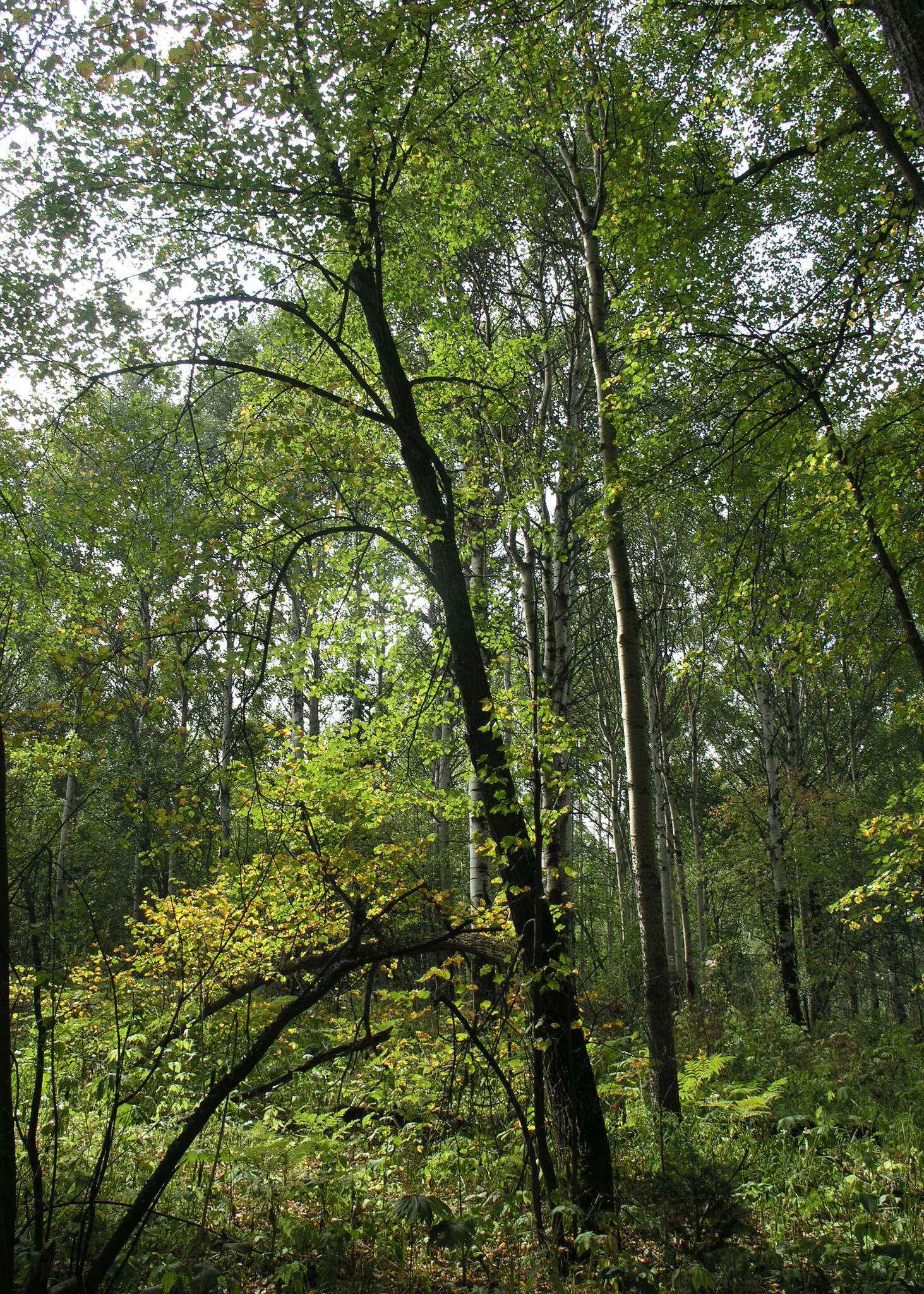 Image of Tilia amurensis var. sibirica (Fisch. ex Bayer) Y. C. Zhu