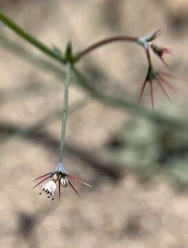 Image of Cienega Seca oxytheca