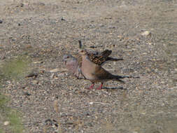 Image of turtle dove, european turtle dove