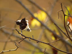 Image of upland cotton