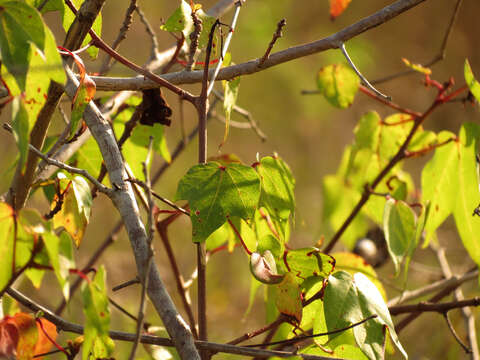 Image of upland cotton