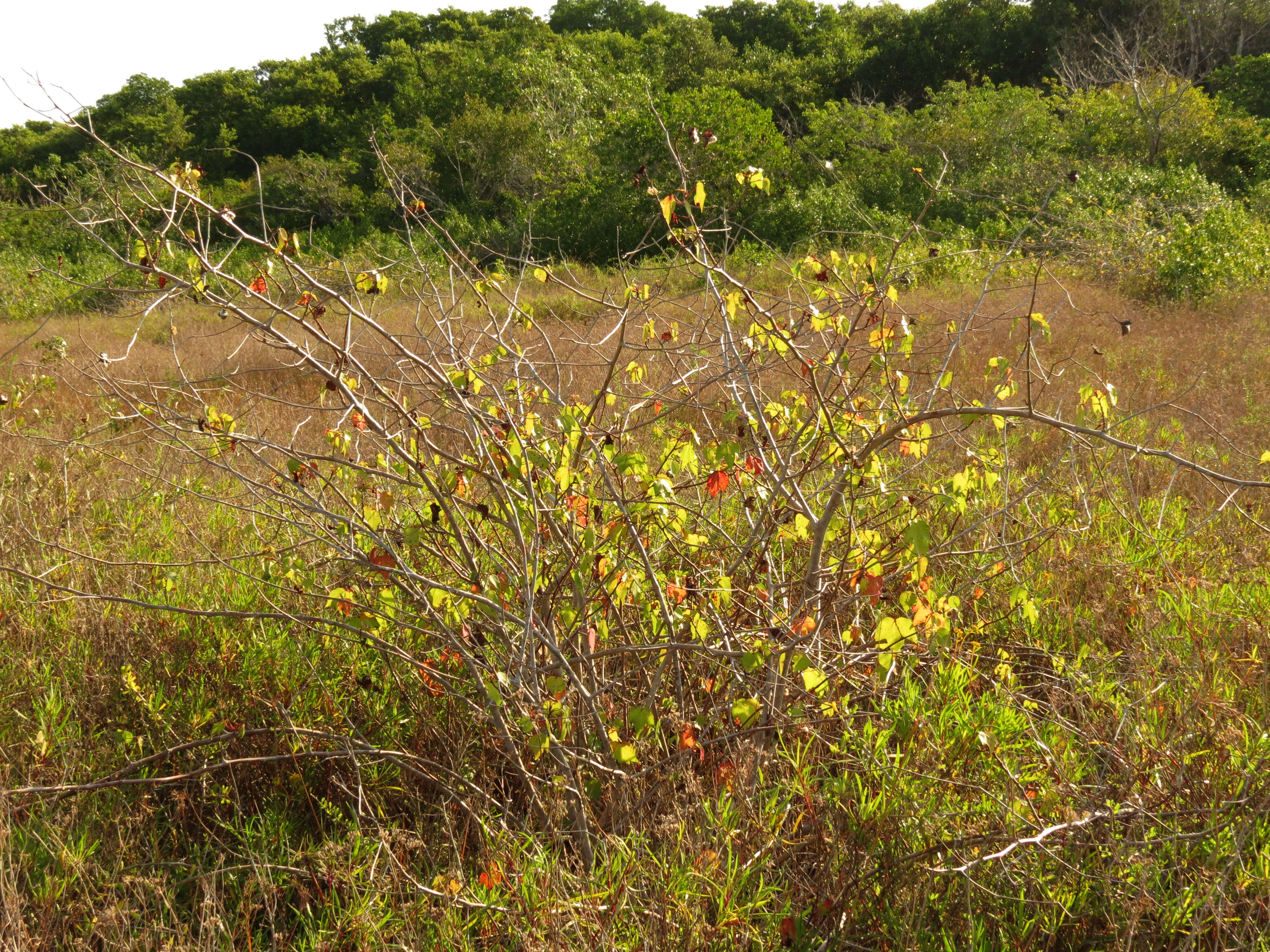 Image of upland cotton