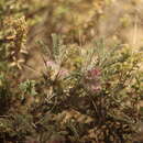 Image of Astragalus polyanthus subsp. vedicus (Takht.) Zarre