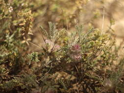 Image of Astragalus polyanthus subsp. vedicus (Takht.) Zarre
