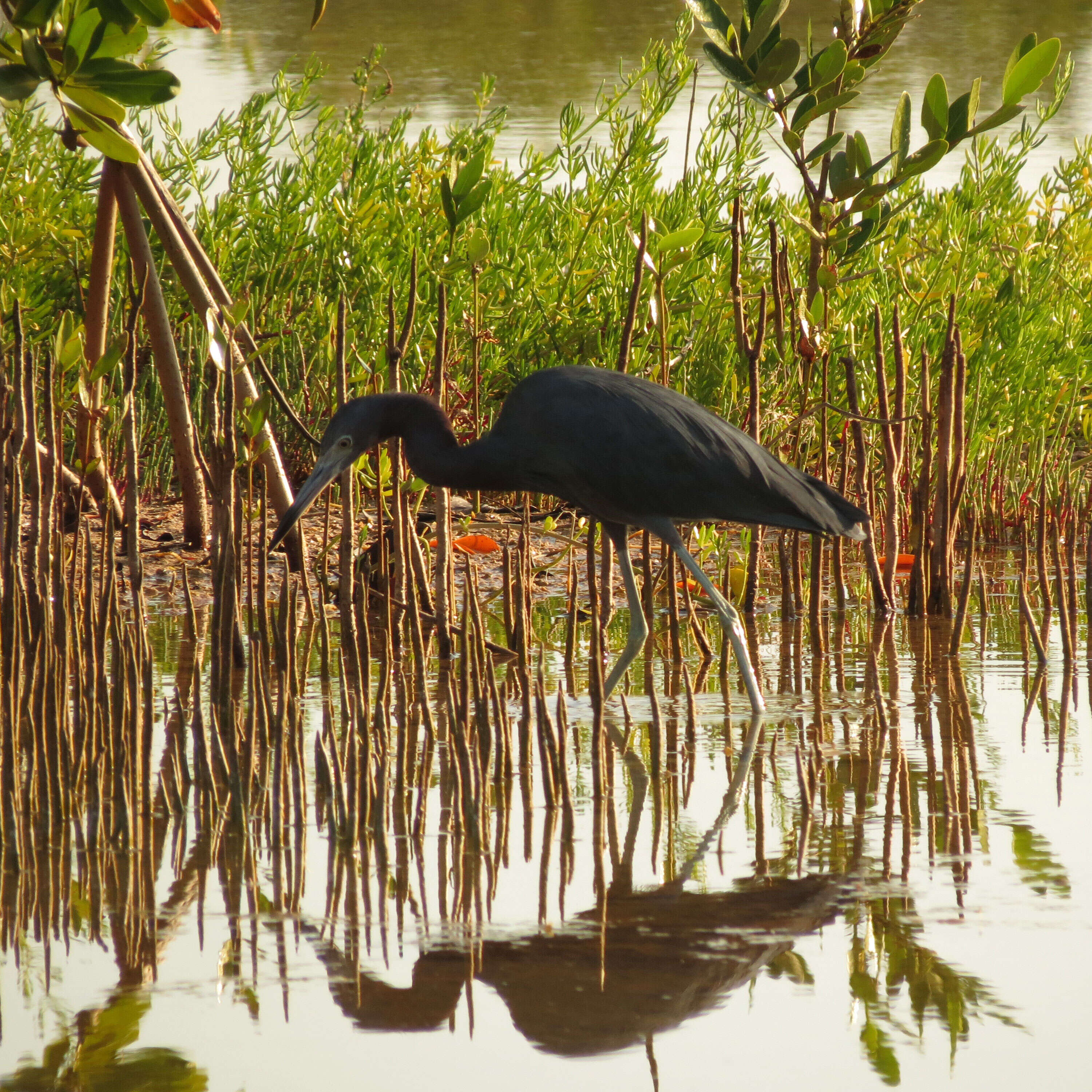 Image of Little Blue Heron