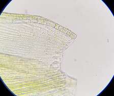 Image of racomitrium moss