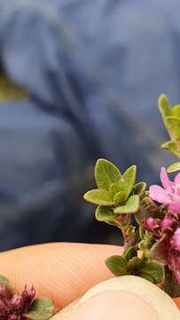 Thymus praecox subsp. praecox resmi