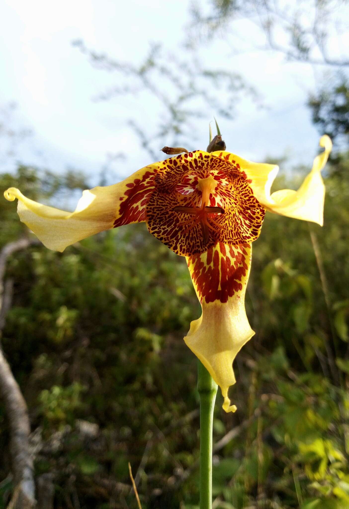 Image of Tigridia illecebrosa Cruden