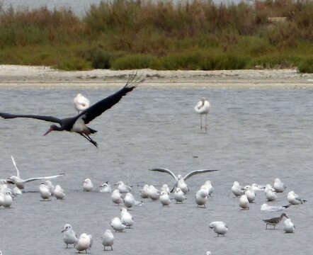 Image of Black Stork