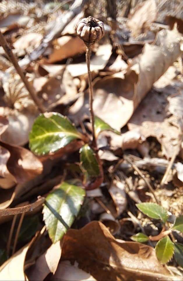 Image of Chimaphila japonica Miq.