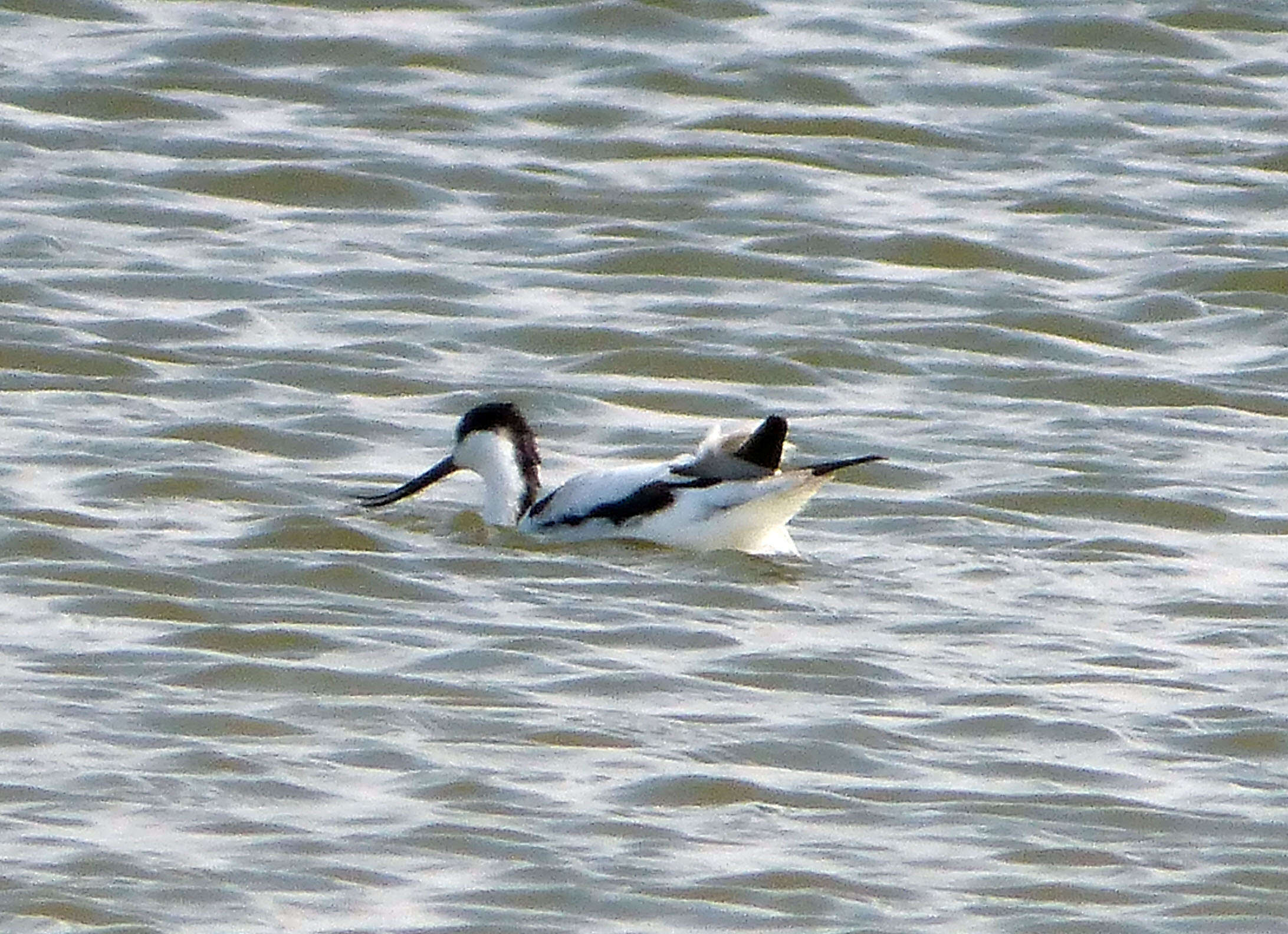 Image of avocet, pied avocet