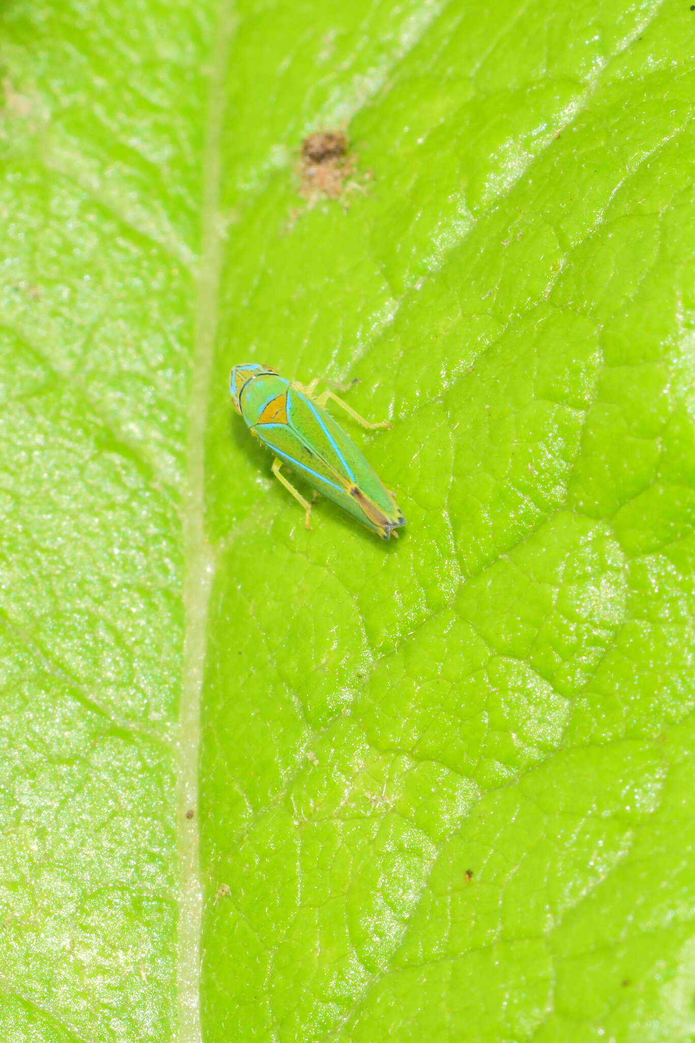 Image of Graphocephala rufimargo (Walker & F. 1858)