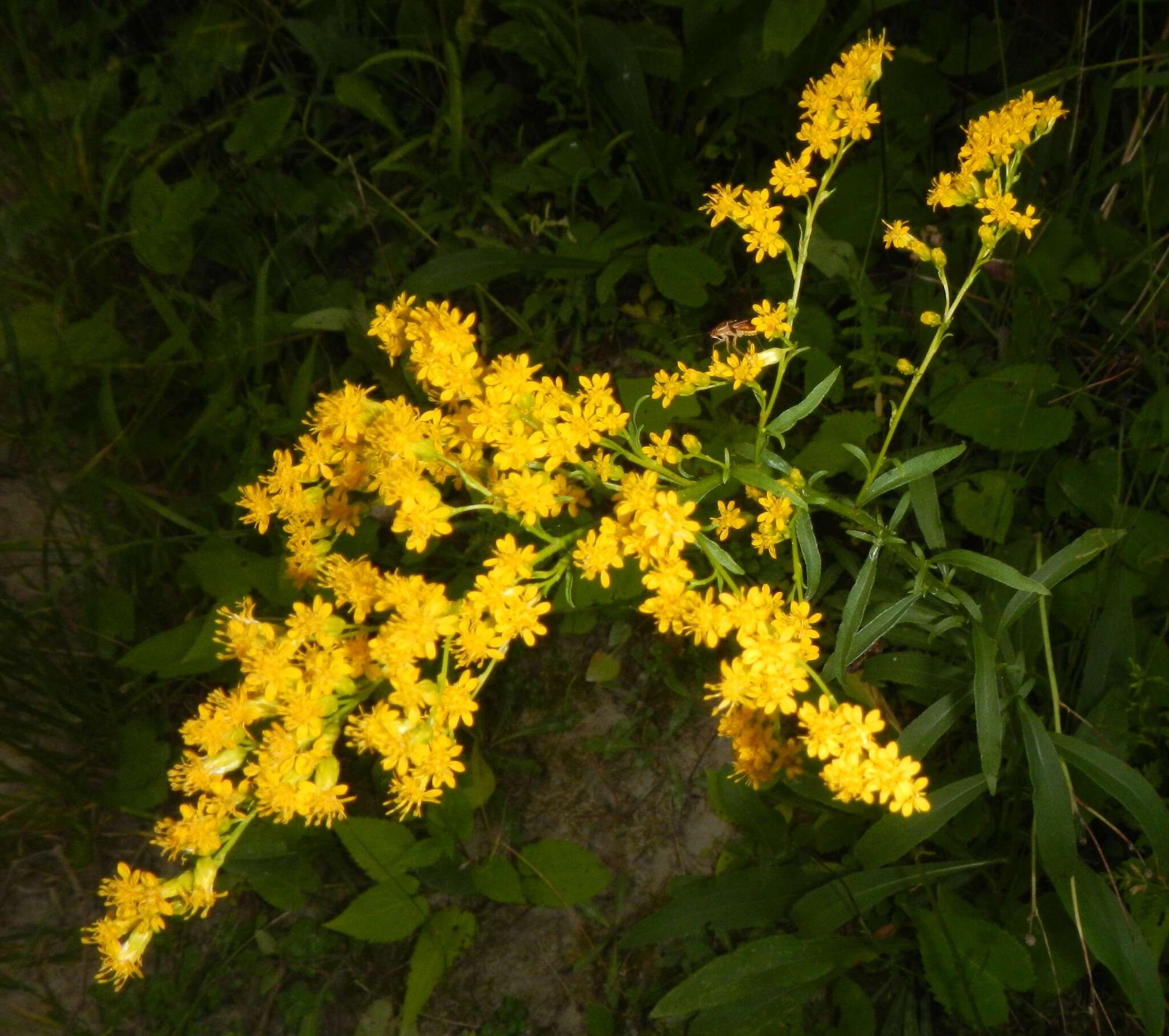 Image of early goldenrod