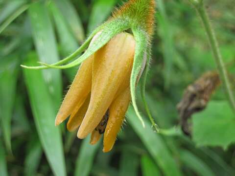 Image of Nasa peltiphylla (Weigend) Weigend