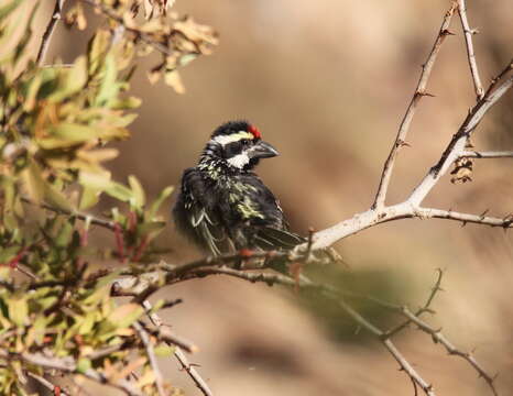 Tricholaema leucomelas leucomelas (Boddaert 1783) resmi