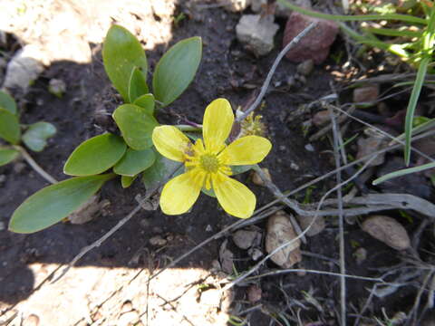 Image of plantainleaf buttercup