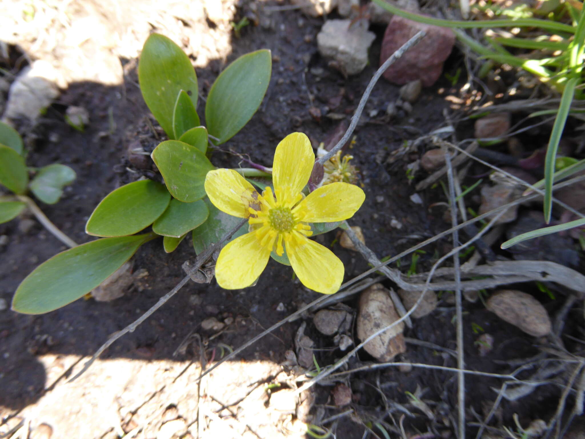 Ranunculus alismifolius var. alismellus A. Gray resmi