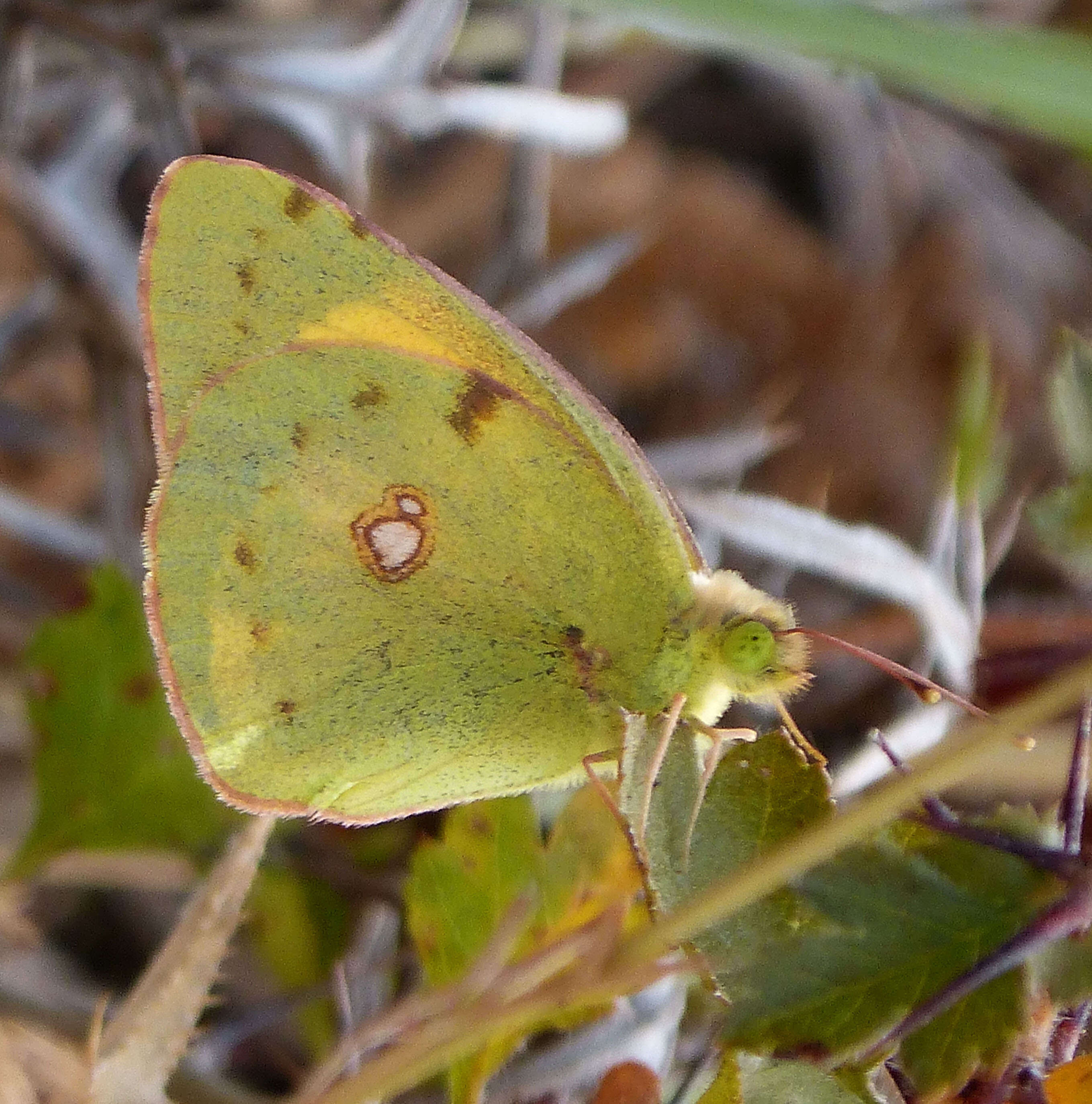 Image of clouded yellow