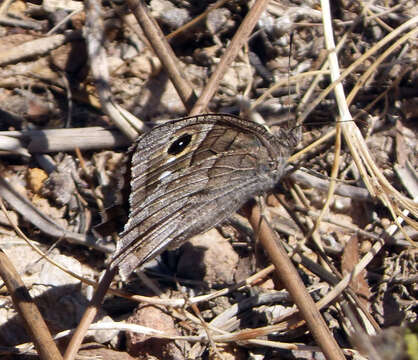 Image of Tree Grayling