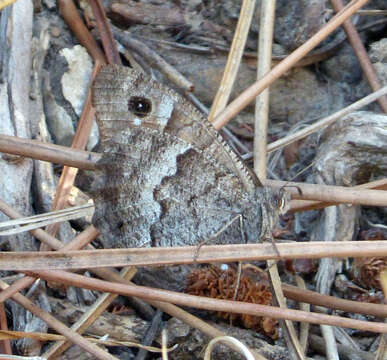 Image of Tree Grayling