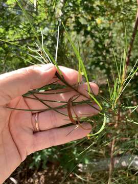 Image of Acacia viscidula Benth.