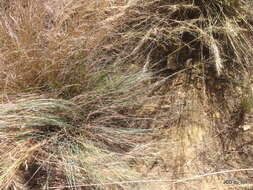 Image of Panicum natalense Hochst.