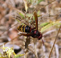 Image of Hornet