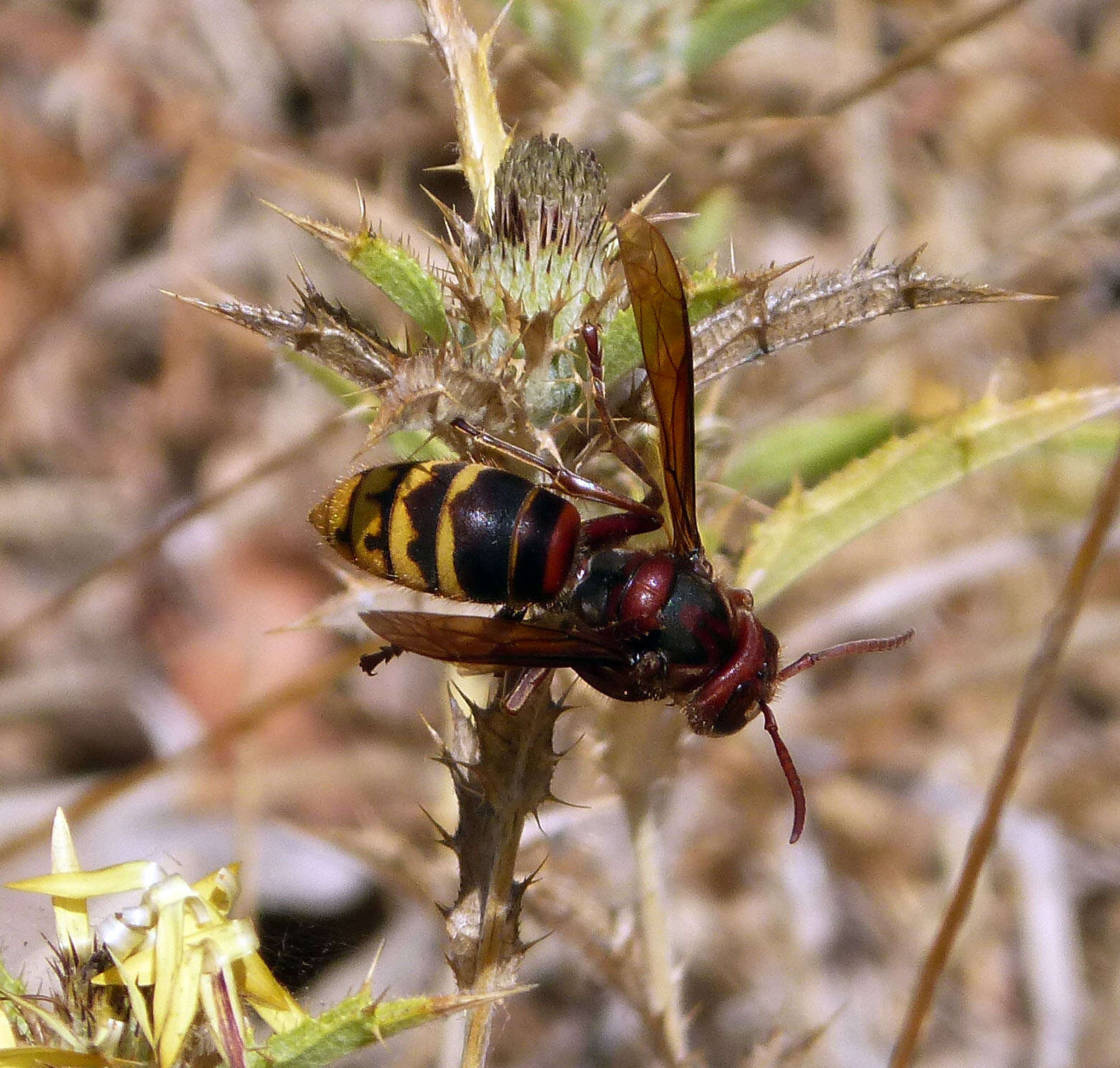 Image of Hornet