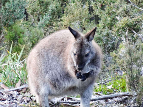 Image of Macropus rufogriseus rufogriseus (Desmarest 1817)