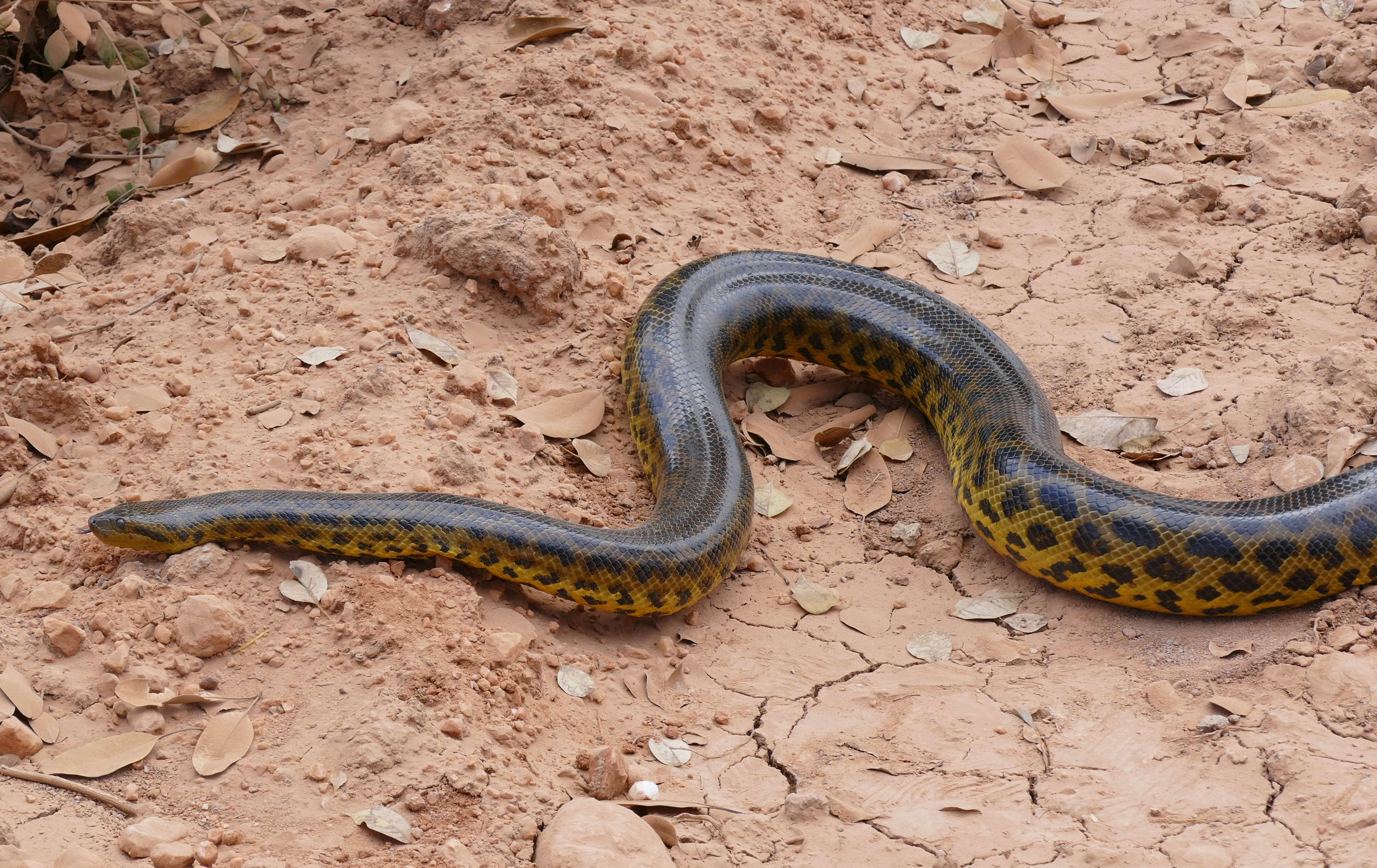 Image of Yellow anaconda