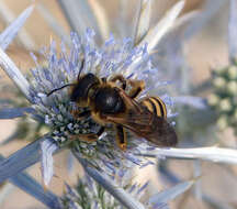 Image of Halictus scabiosae (Rossi 1790)