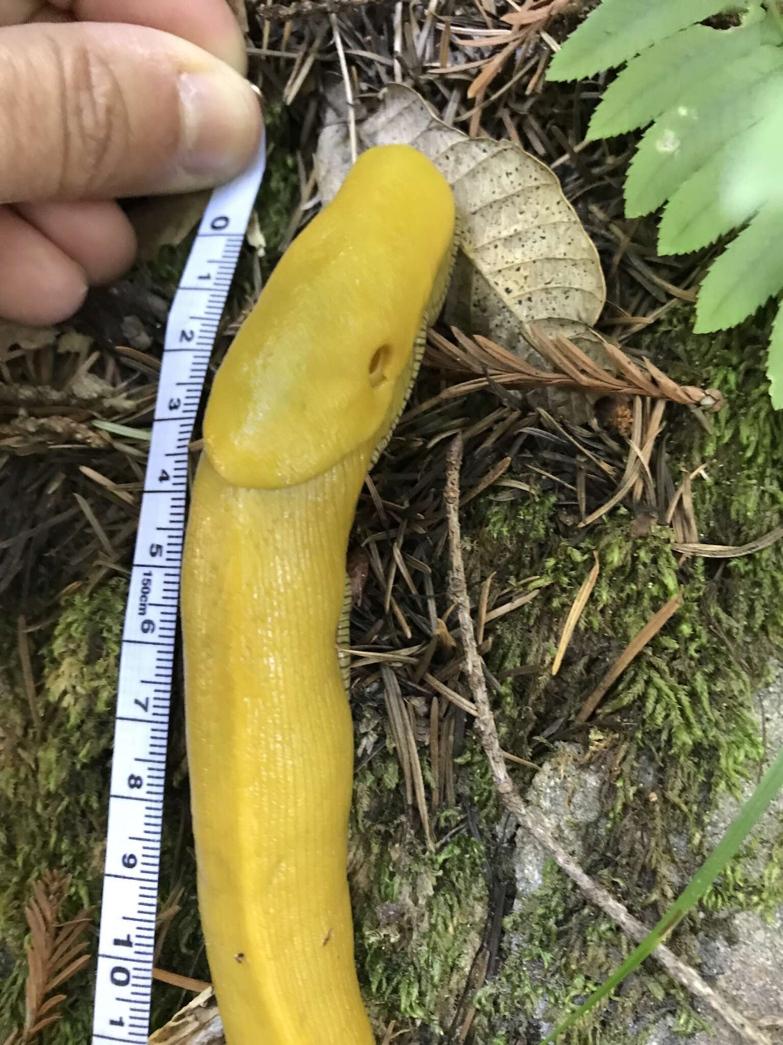 Image of California Banana Slug