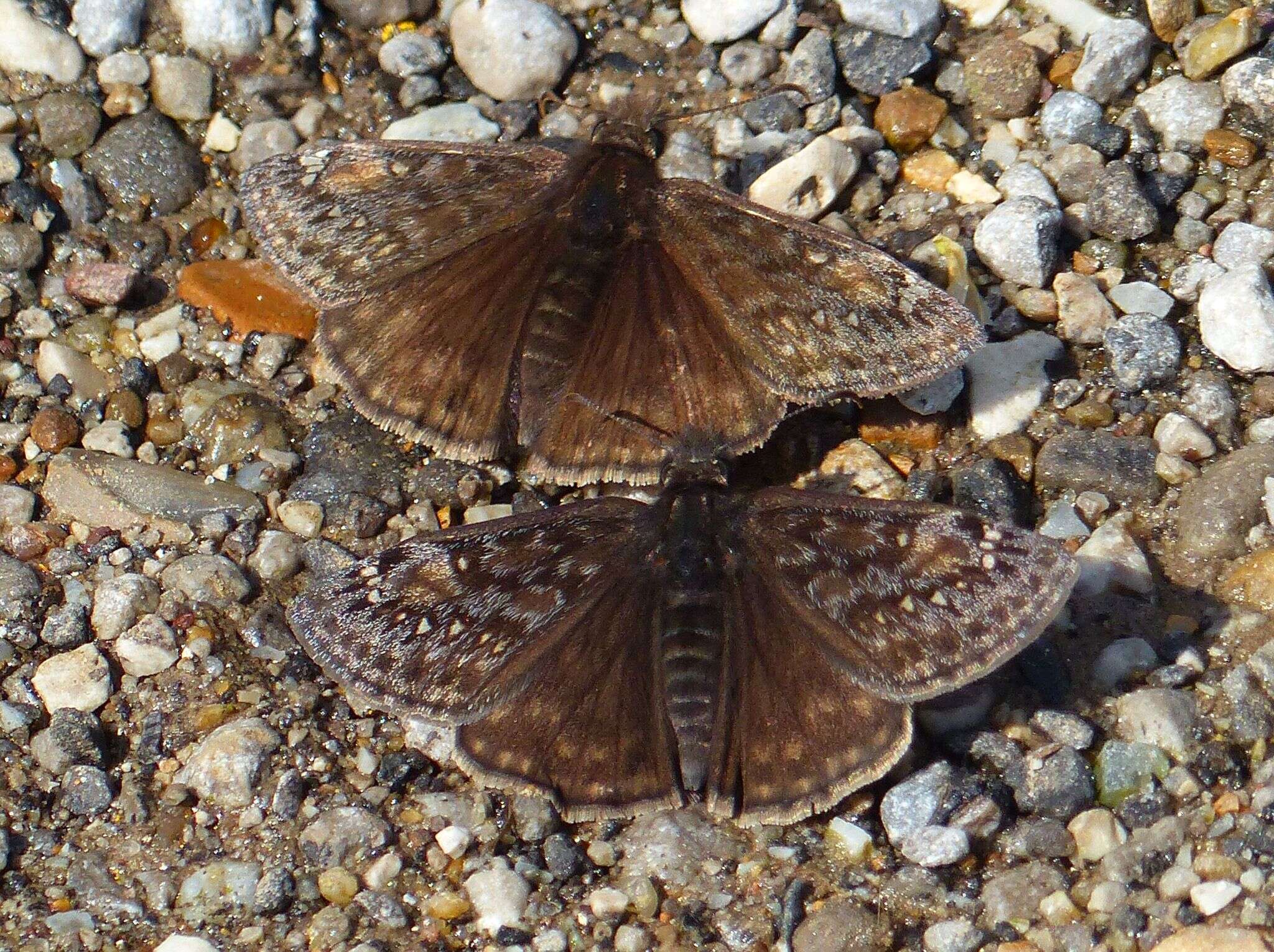 Image of <i>Erynnis <i>juvenalis</i></i> juvenalis