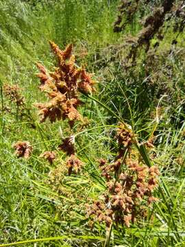 Image of Rhodoscirpus asper (J. Presl & C. Presl) Lév.-Bourret, Donadío & J. R. Starr