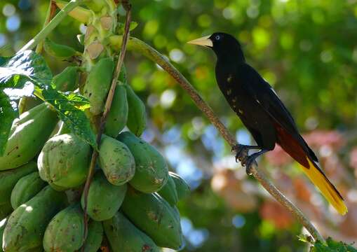 Image of Yellow-rumped Cacique